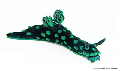 amazing punk turtle, colourful nudibranchs, psychedelic fish @ gorgeous seawayblog by guido trombetta Nudibr13