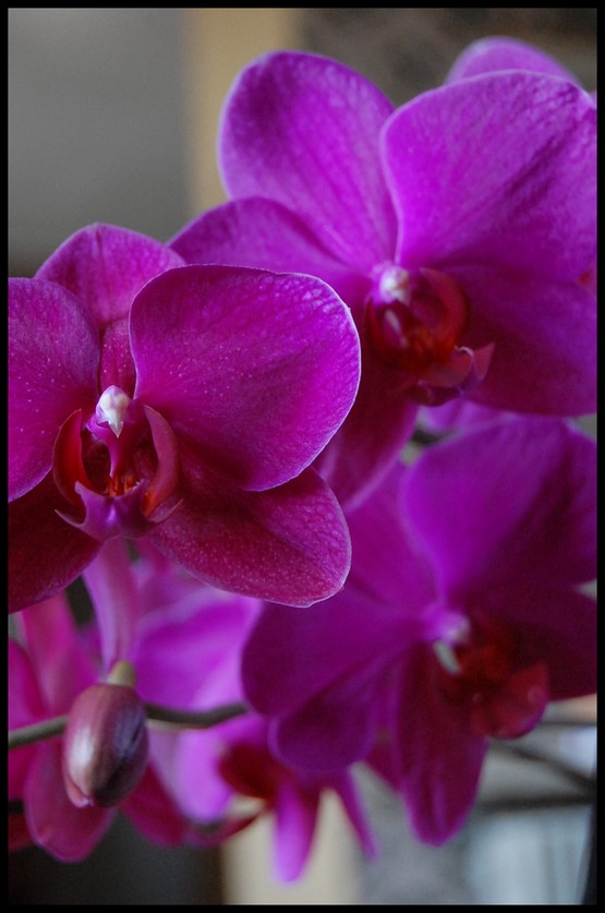 Orchidée jaune&violettes&roses Hihi11