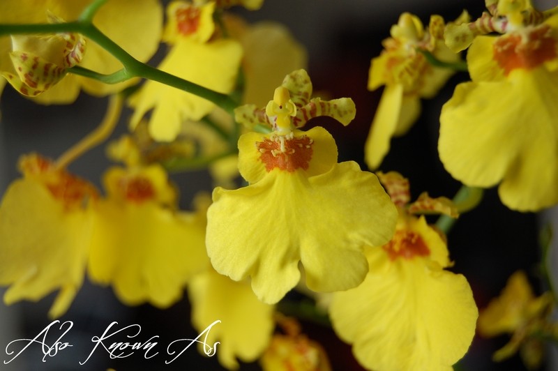 Oncidium hybride : Juste une petite photo de Dimanche matin Dsc_0011