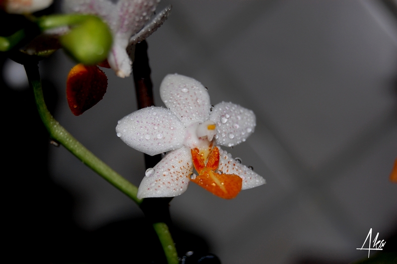 Phalaenopsis Mini Mark Dsc_0032