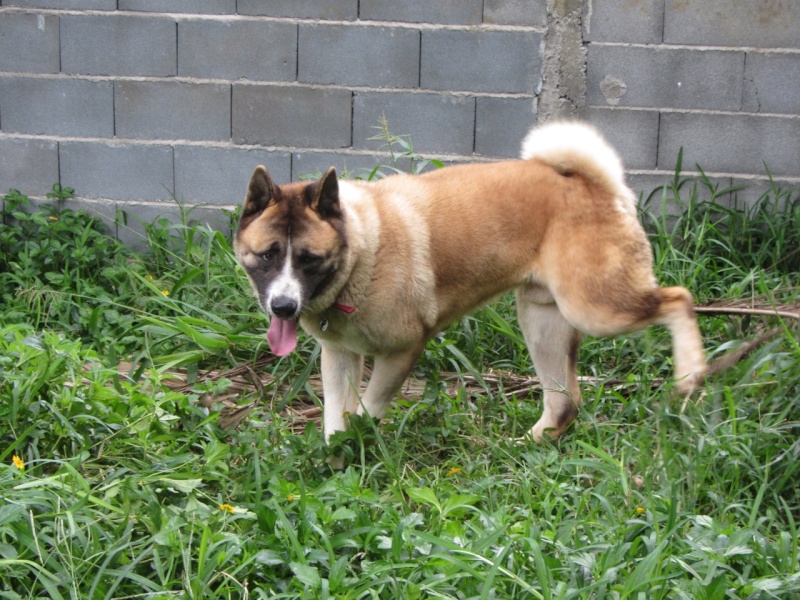 26e Portée de Ludsyga : Yuki x Nato (09/07/13) - pour les maitres de Yuki 2013-502