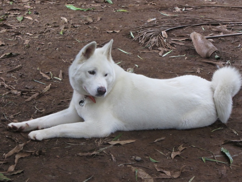 26e Portée de Ludsyga : Yuki x Nato (09/07/13) - pour les maitres de Yuki 2013-505