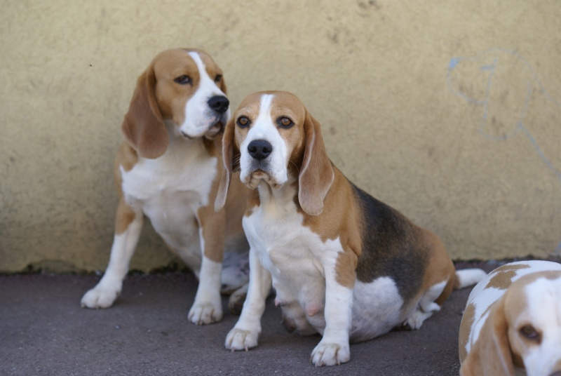 Chiots beagles lof  naissance prévu mi-mai! 01110