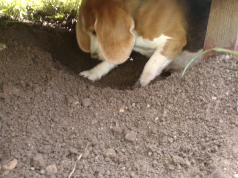 Chiots beagles lof  naissance prévu mi-mai! - Page 2 Wp_00010
