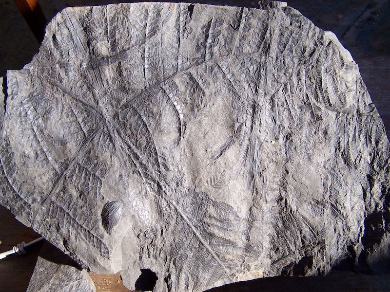 Eusphenopteris rotundiloba, Eusphenopteris talensii 610