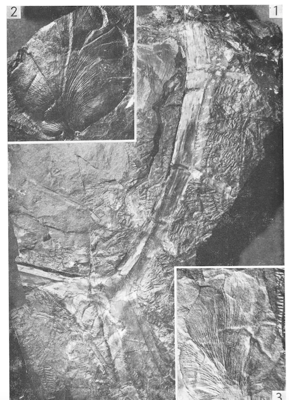 Callipteridium Weiss , 1870 . Captur13