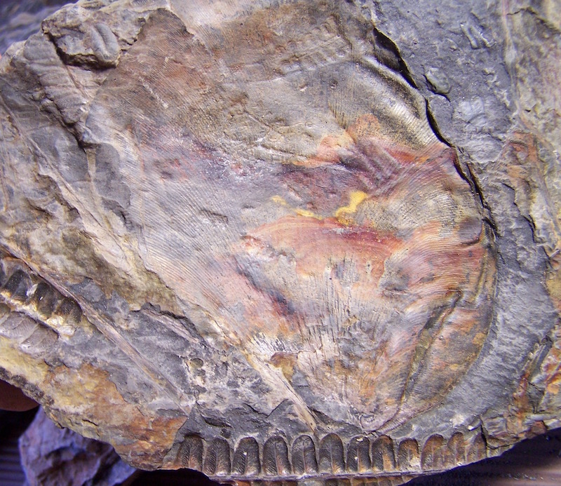 Callipteridium Weiss , 1870 . Cyclop10