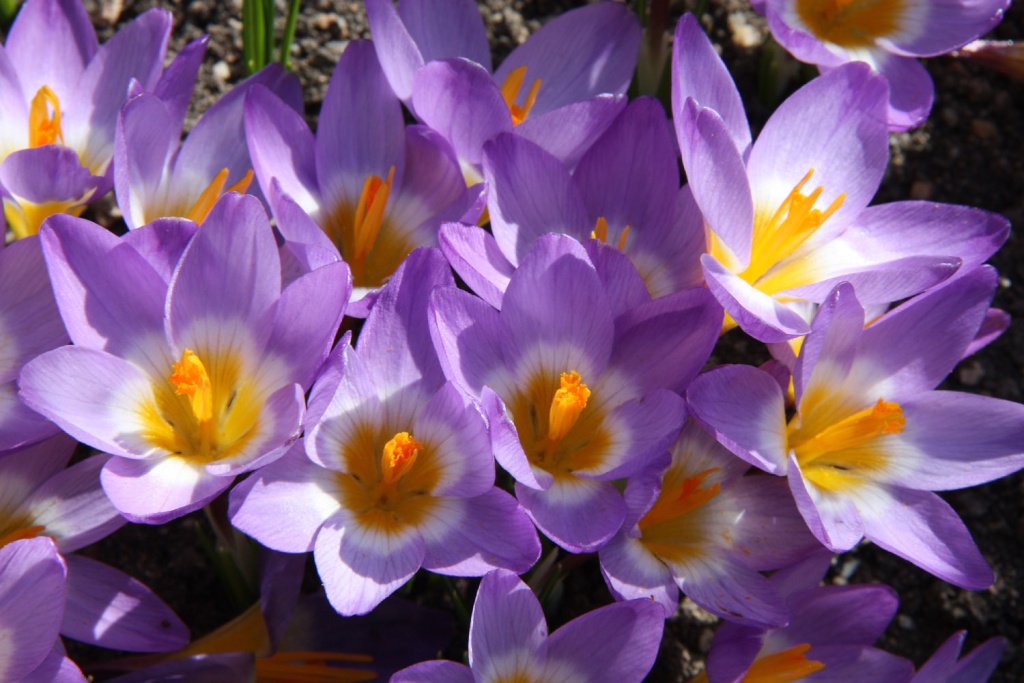 Avant gout de printemps... Crocus12