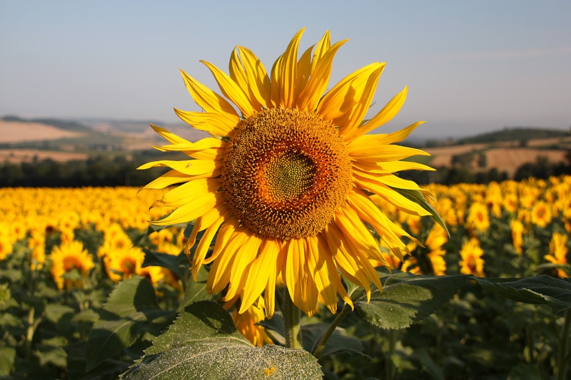 Un peu de soleil !! Cunlha10