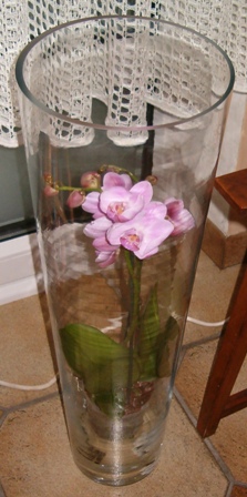 Phalaenopsis Noal_210