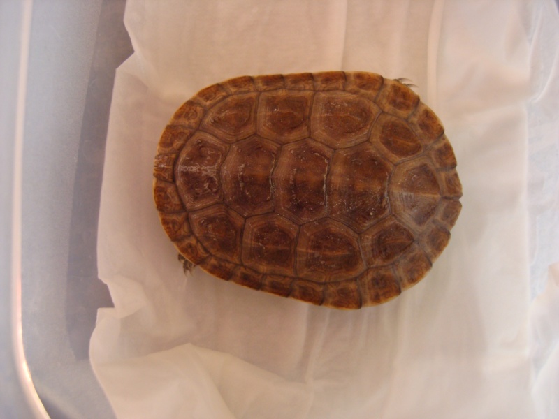 Identification de tortue 12377610