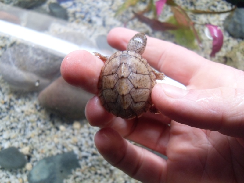 mes sternotherus carinatum Sdc13018