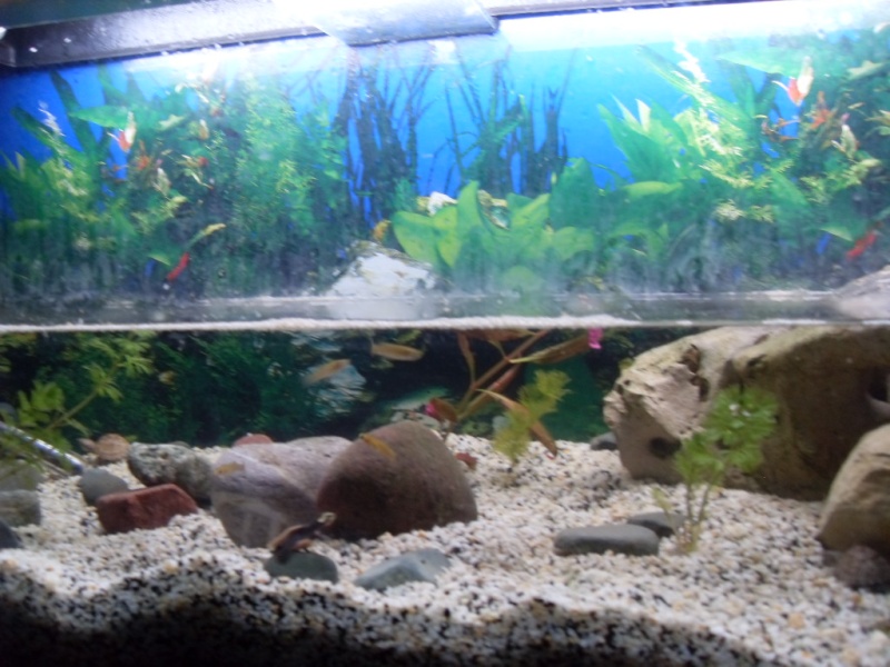 aquarium Emydura Sdc13027