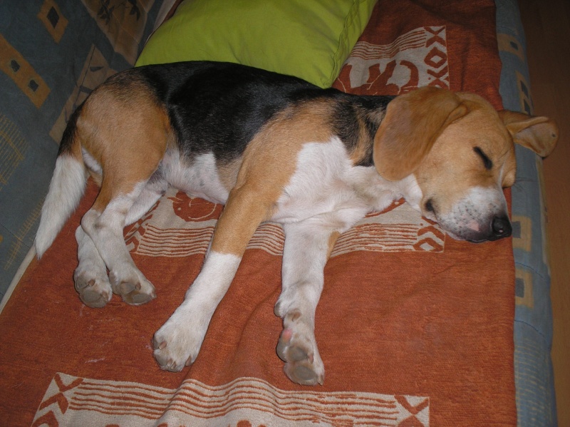 CAPORAL, beagle mâle, 18 mois (Pays de Loire) P1010627