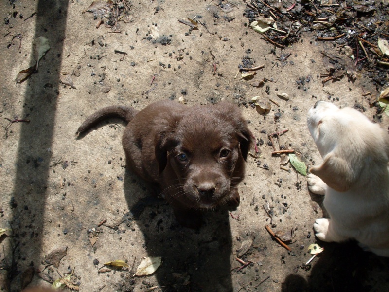 Fiona, femelle Labrador/Boxer 2mois (37) Choco111