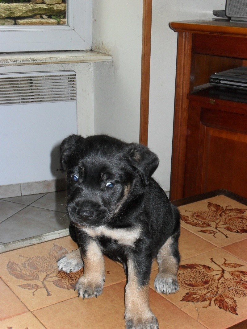 Elliot, x Beauceron/Husky à réserver (29) Elliot10