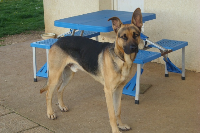 Balto berger allemand 4 ans dept 16 Avril_11