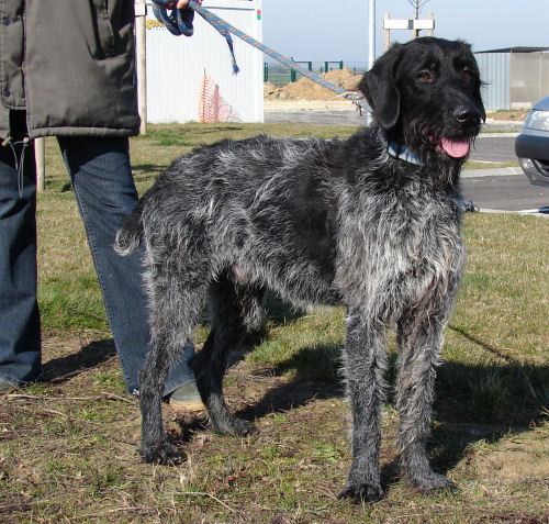 Kaïd, griffon d'arret à poil dur Caad11