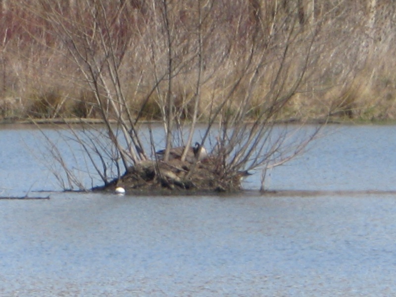 odnr dump pond.....successful day Img_2325