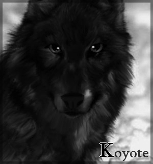 [Commande]Avatar de Koyote Black_11