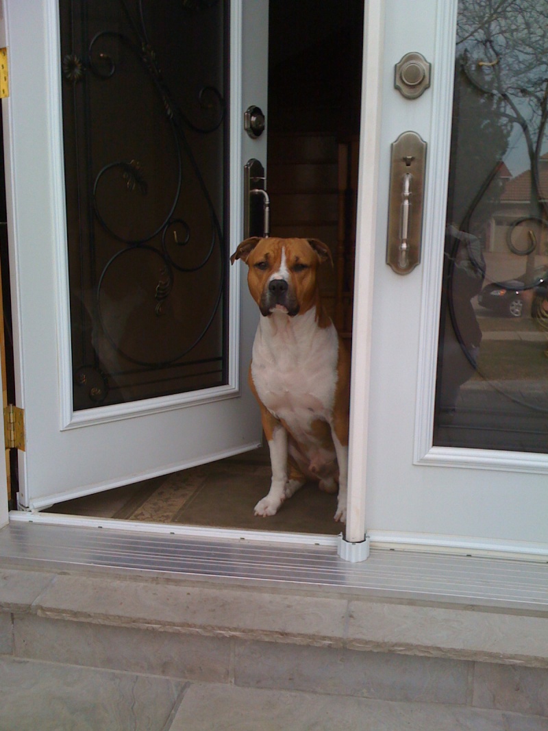 Rocky the full time butler and part time model 10510