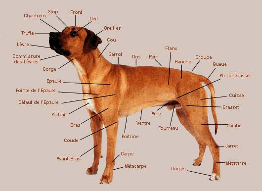 anatomie du chien Anatom10
