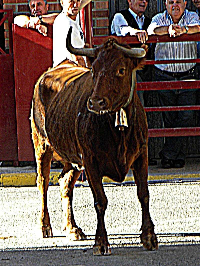 PEDROLA (ZARAGOZA) VAQUILLAS DE VICENTE DOMINGUEZ 2212