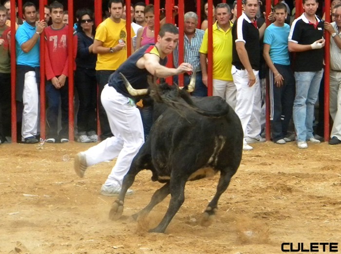 LA ALMUNIA DE DOÑA GODINA (ZARAGOZA) EXHIBICIÓN DE ANILLA Y CORTES CON RESES DE LA GANADERIA DE HNS.JOVEN SALAS 319