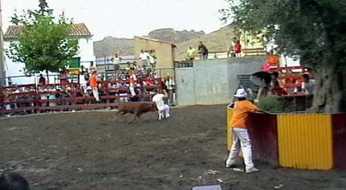 MORATA DE JALÓN (ZARAGOZA) VAQUILLAS DE HNS.JOVEN SALAS Y VAQUILLAS DE HNS.MURILLO CONDE 413