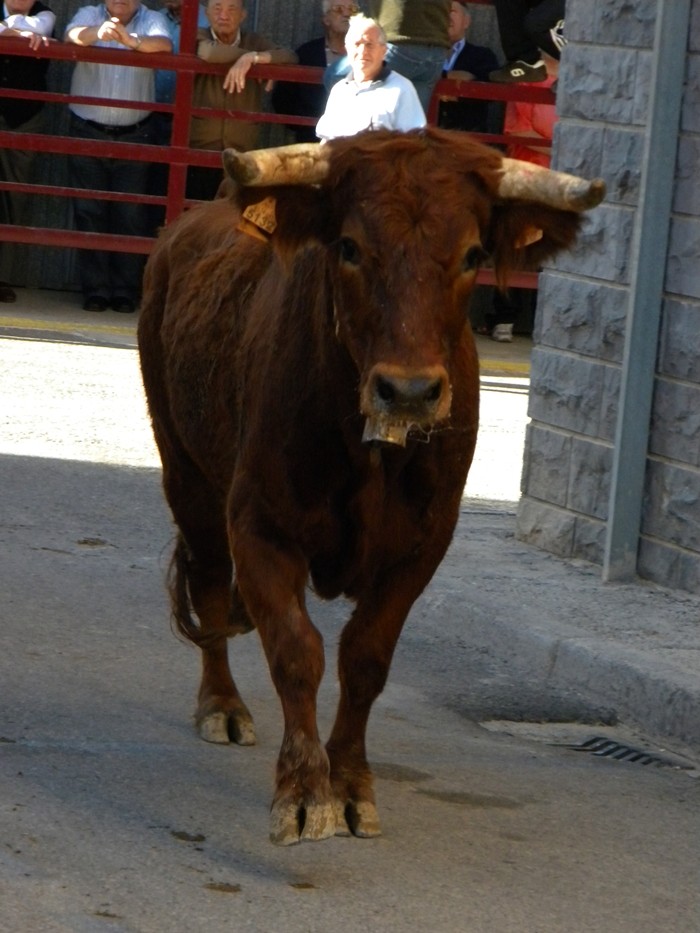 PEDROLA (ZARAGOZA) VAQUILLAS DE VICENTE DOMINGUEZ 423