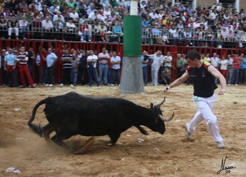 LA ALMUNIA DE DOÑA GODINA (ZARAGOZA) EXHIBICIÓN DE ANILLA Y CORTES CON RESES DE LA GANADERIA DE HNS.JOVEN SALAS 619