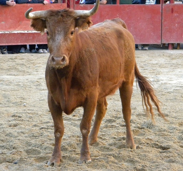 PEDROLA (ZARAGOZA) VAQUILLAS DE VICENTE DOMINGUEZ 621