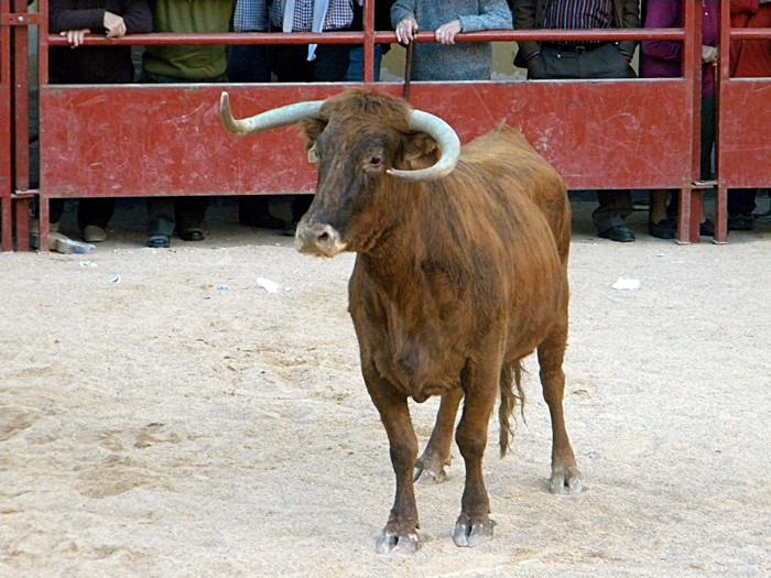 ILLUECA (ZARAGOZA) SESIÓN DE VAQUILLAS DE 622