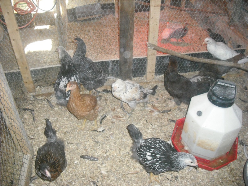 mes poulettes que j'ai élever Dscf0183