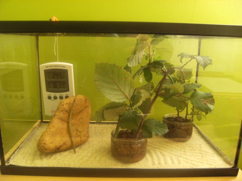 Terrarium Ramulus sp 144 Dscf0147