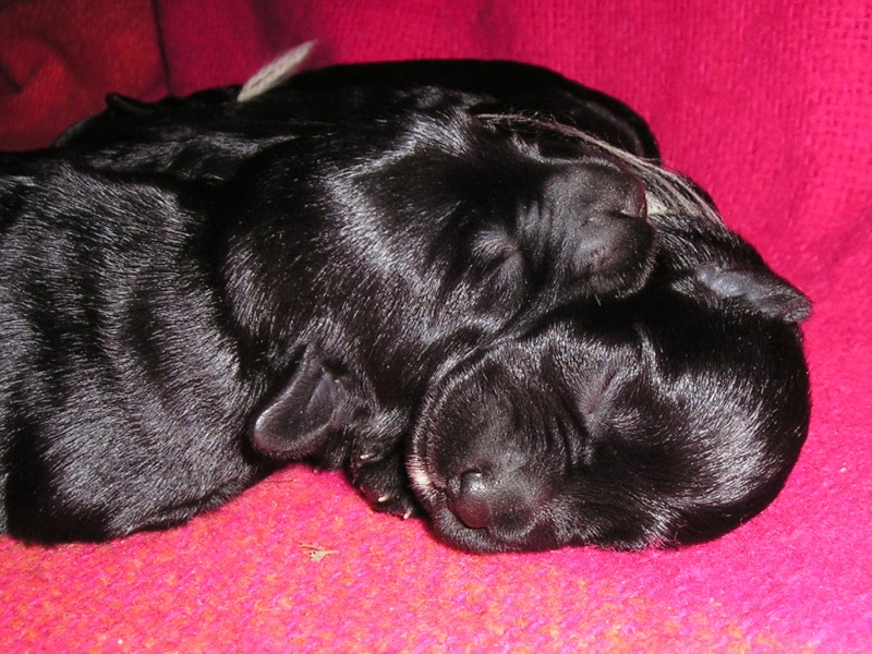 Black puppies at Z SARDANU P1010810
