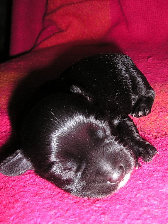 Black puppies at Z SARDANU P1010811