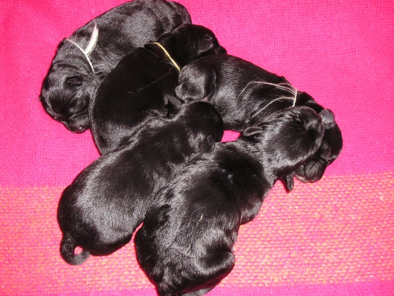 Black puppies at Z SARDANU P1010812