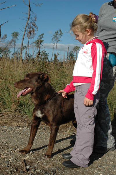 Choco, X lab chocolat,17 mois, vous attend dans les Landes (40) ADOPTE Dsc_1716