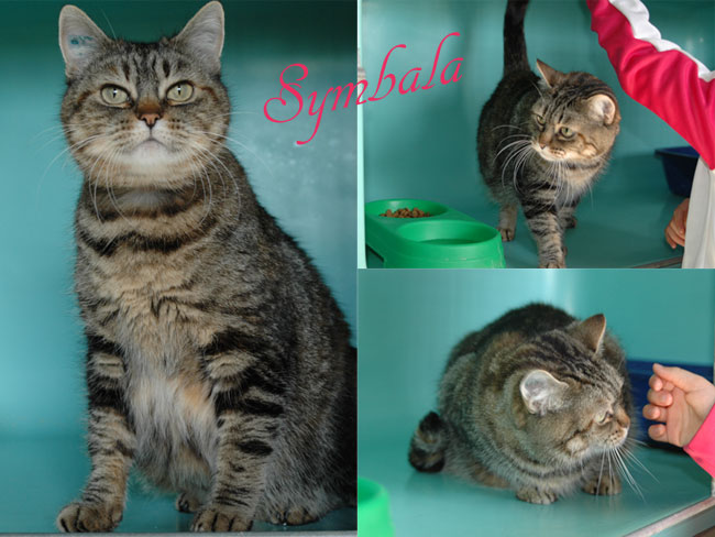 Symbala, 5/6 ans, adorable minette d'une immense gentillesse , Landes (40) ADOPTEE Symbal10