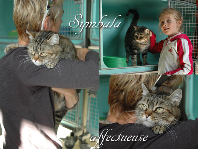 Symbala, 5/6 ans, adorable minette d'une immense gentillesse , Landes (40) ADOPTEE Symbal11