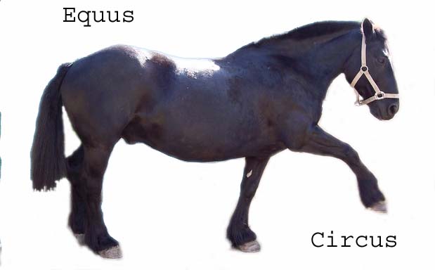 Equus Circus
