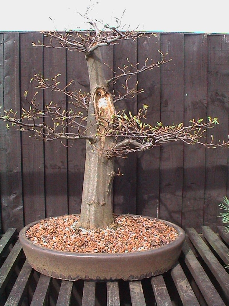 Ground layered Hornbeam updates 2-4-0410