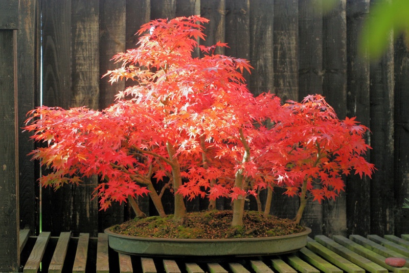 Pot choice for Acer palmatum? Maplef11