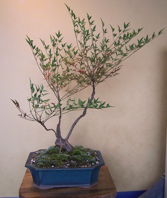 Nandina domestica - heavenly bamboo 5-12_c10