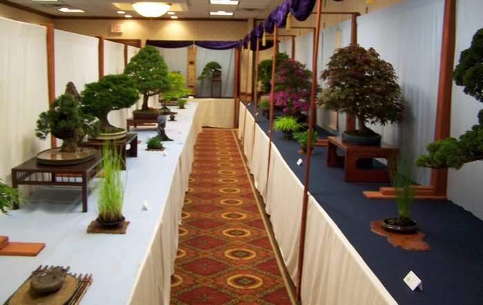 Bill Valavans' 50-years-in-bonsai celebration Displa16
