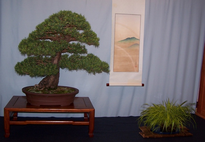 Bill Valavans' 50-years-in-bonsai celebration Ezo_sp11