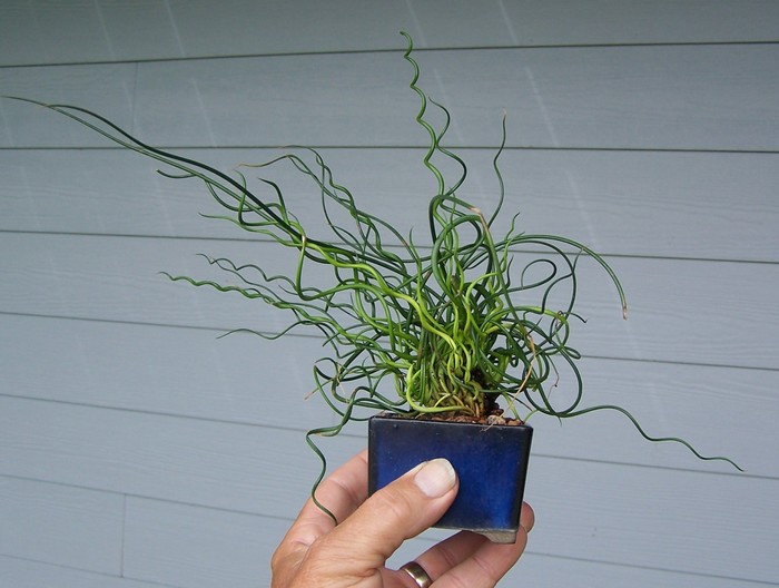 Accent plant Juncus10