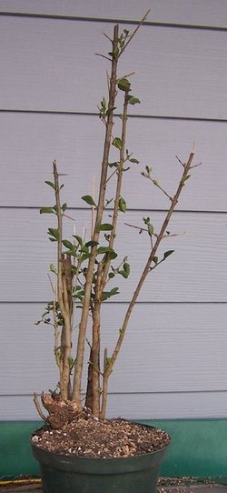 Tall privet clump Tall_p10