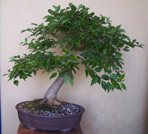 Osage Orange Bonsai Tree Care: Expert Tips for Thriving Growth